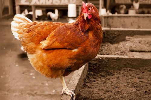 Juste une poule brune