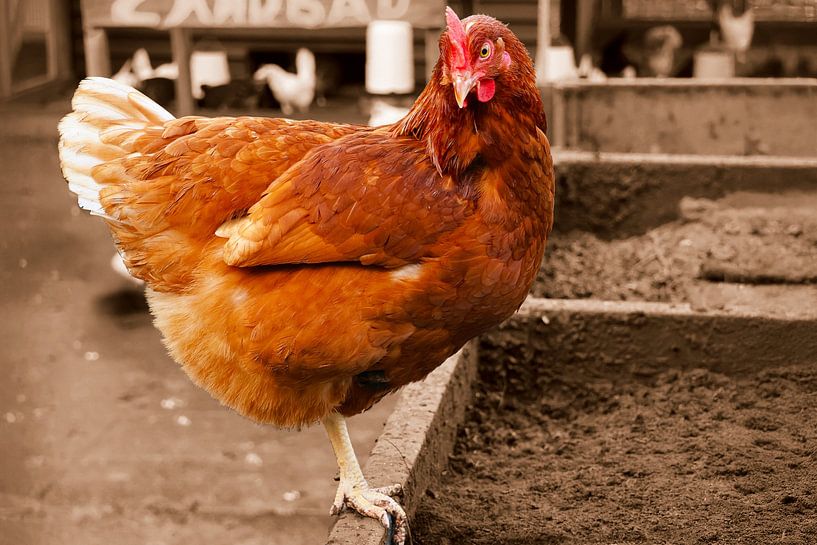 Juste une poule brune par Dennis van der Geest