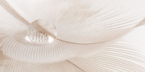 Abstract calming panorama: A drop resting on a feather by Marjolijn van den Berg