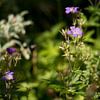 Paarse veldbloemen, natuur in Noorwegen van Karijn | Fine art Natuur en Reis Fotografie
