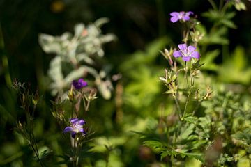 Fleurs sauvages violettes, nature en Norvège sur Karijn | Fine art Natuur en Reis Fotografie