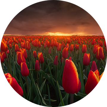 Rode Storm Tulpen van Albert Dros