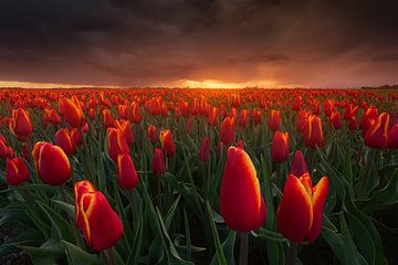 Red Storm Tulips by Albert Dros