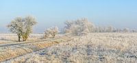 Winter Wonderland van Jan Hoekstra thumbnail