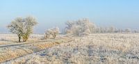 Winter Wonderland