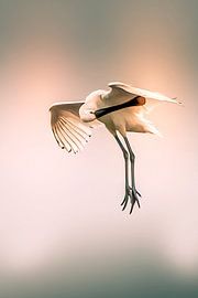 Descending spoonbill strikes wing