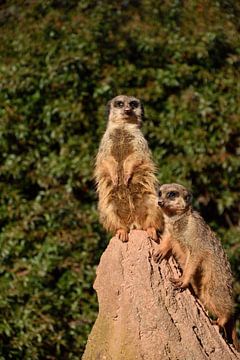 Meerkats sur Marcel Ethner