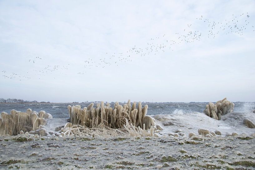 Frost und Vögel am Alkmaardermeer von Barbara Brolsma