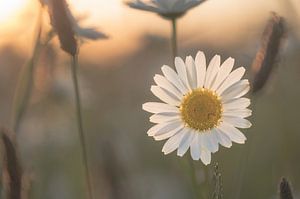 Blumen Teil 395