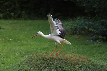 Storch von Heike Hultsch