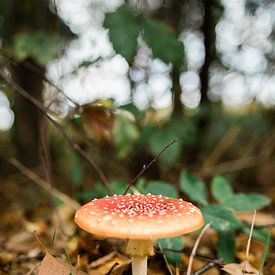 Champignon sur Djuli Bravenboer