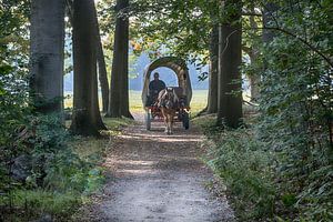 Huifkar op zanderig bospad