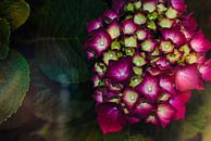 Colorful Flowers by Dennie de Jong thumbnail