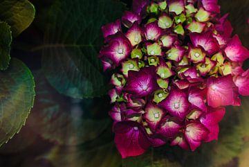 Colorful Flowers by Dennie de Jong