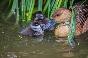 Mutter Ente mit Entenküken