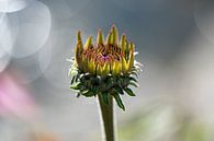 Echinacea von Ingrid Aanen Miniaturansicht