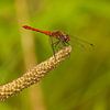 Bloedrode heidelibel (Sympetrum sanguineum) in rust van Geert Perdaens