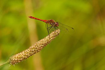 Bloedrode heidelibel (Sympetrum sanguineum) in rust