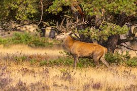 Red deer on the Hoge Veluwe, Netherlands