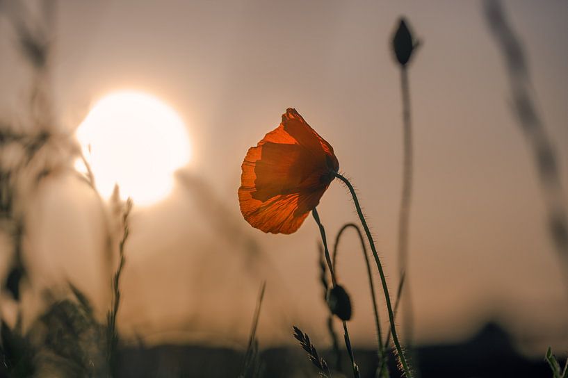 Mohnblumen bei Sonnenuntergang von Kurt Krause