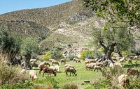 kudde schapen in de natuur van Andalusie par ChrisWillemsen Aperçu