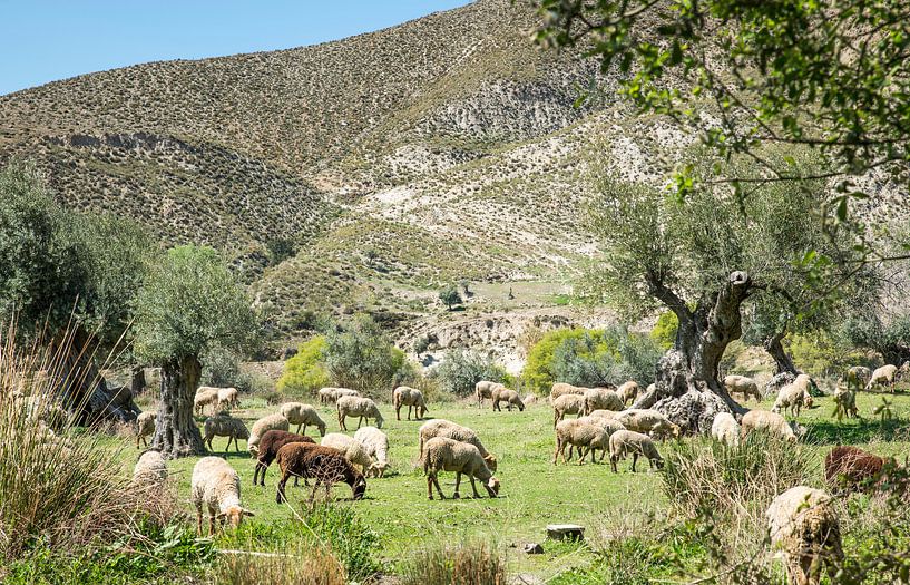 kudde schapen in de natuur van Andalusie van ChrisWillemsen