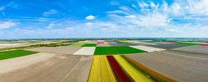 Tulips in agricutlural fields during springtime seen from above
