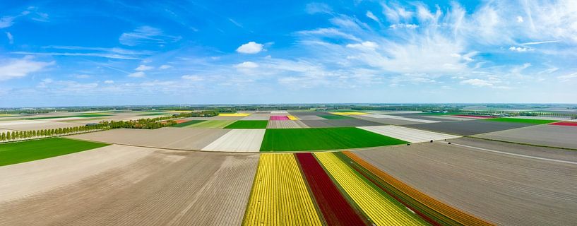 Tulpen op de akkers tijdens de lente van bovenaf gezien van Sjoerd van der Wal Fotografie
