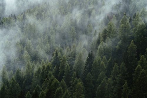 Nebelmeer über den Bäumen von Joris Machholz