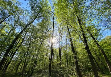 Wald im Gegenlicht