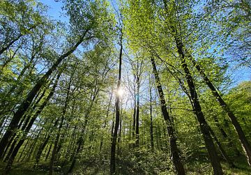 Forest against the light