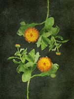 Goudsbloem uit de serie Vliegzalf