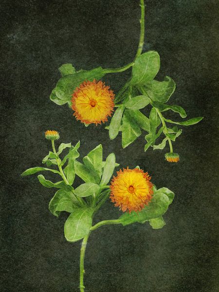 Goudsbloem uit de serie Vliegzalf van Marianna Geraci