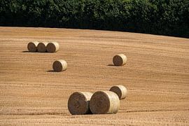 Gefreesd korenveld met grote ronde hooibalen in groepen van Harry Adam