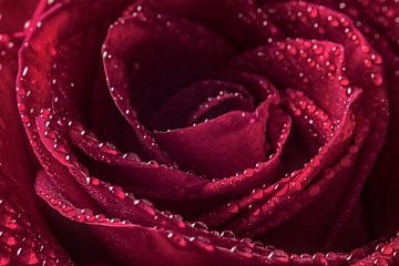 The sparkling rose by Elianne van Turennout