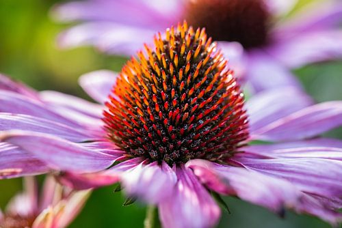 purple coneflower