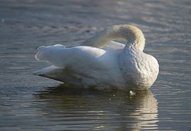 Der Schwan - 2 von René Beijer