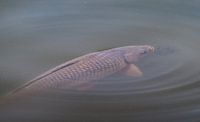 Karpfen im Wasser