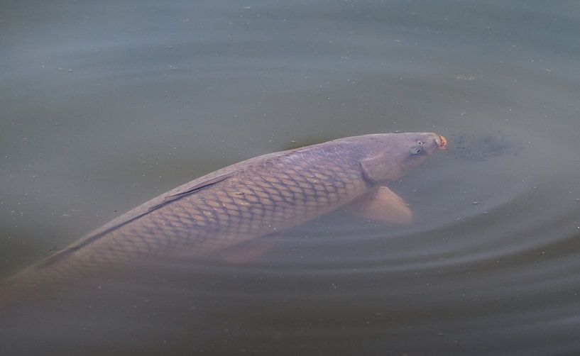 Carp in the water by Petra De Jonge