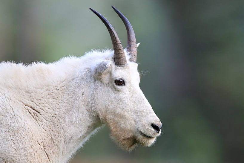 Snow goat (Oreamnos americanus), Glacier National Park, Montana, Rocky Mountains,USA by Frank Fichtmüller