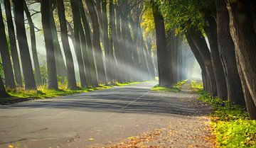 4036 Late summer Sun rays van Adrien Hendrickx