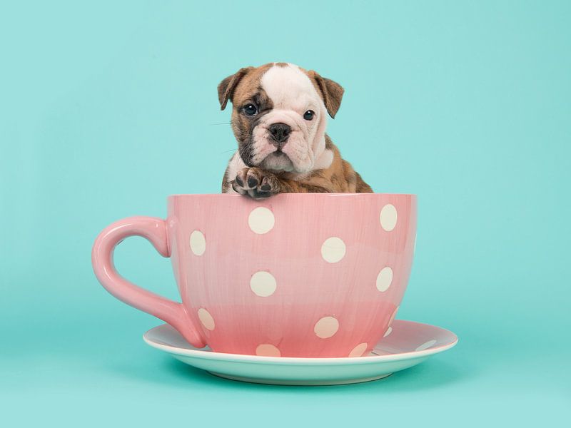 Cup of Bulldog van Elles Rijsdijk