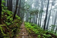Regen im Wald, Pico da Vara, Sao Miguel, Azoren, Portugal von Sebastian Rollé - travel, nature & landscape photography Miniaturansicht