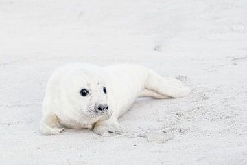 Seal baby by Fotografie Gina Heynze
