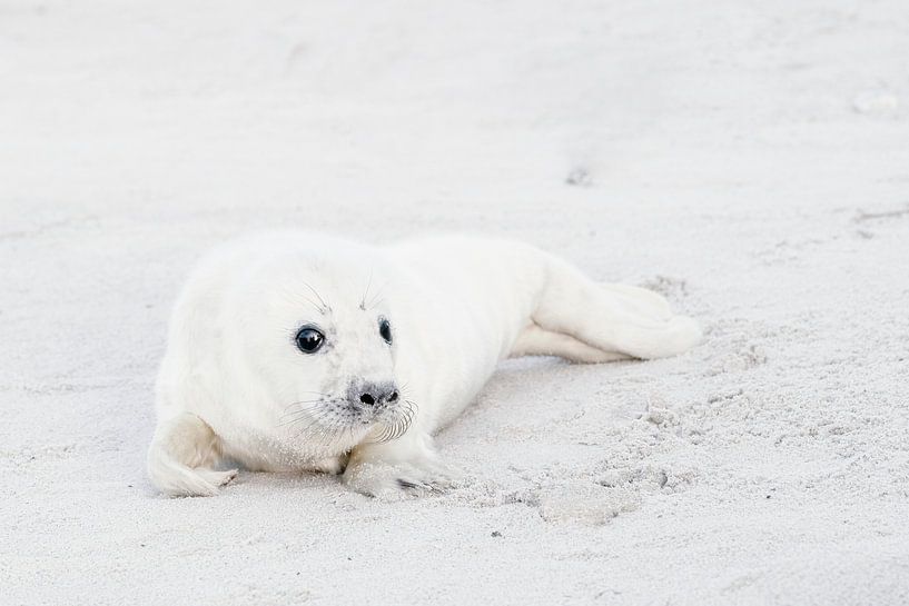 Seal baby by Fotografie Gina Heynze
