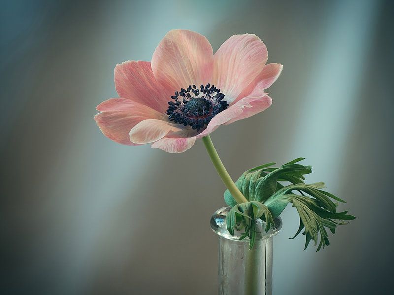Anemoom roze by Ineke Nientied