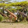 Girafes en Tanzanie sur Bianca Kramer