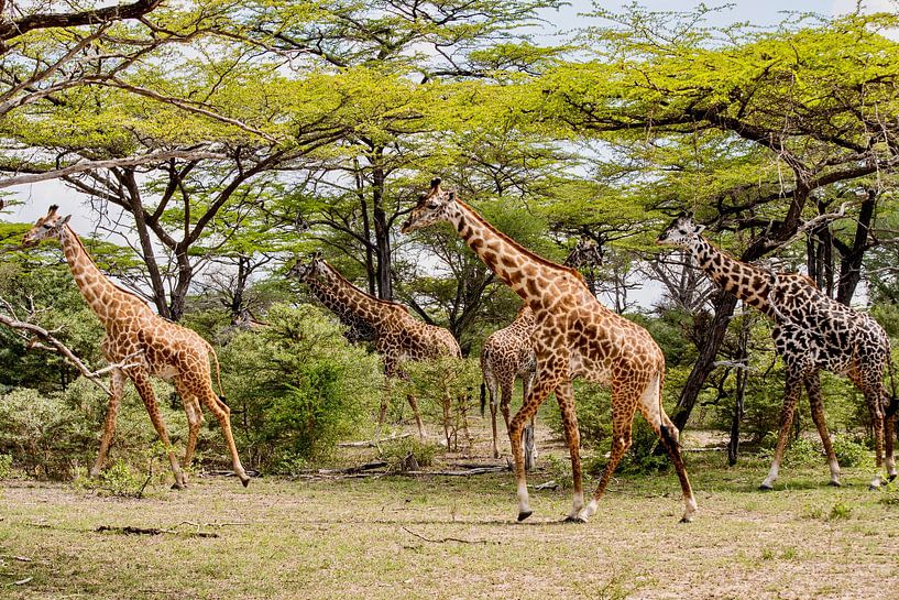 Girafes en Tanzanie par Bianca Kramer