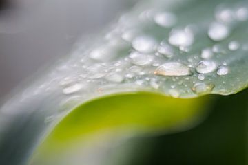 Botanischer Garten Utrecht von Eddy Westdijk