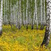 Birkenwald in Sibirien von Daan Kloeg